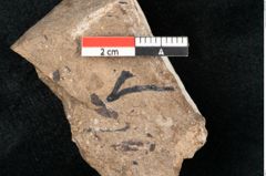 Foto (Detailansicht) von Callitris brongniartii Endl. (NHMW-GEO-2024-0188-8223)